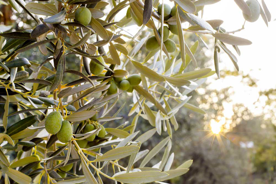 PALAIS DE L’AGRICULTURE À NICE. Fête de l’olivier