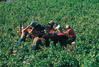 bandol_vendanges_association_vins_bandol.jpg