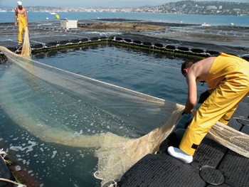 cannes_aquaculture_filet.jpg