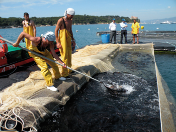 cannes_aquaculture_peche.jpg