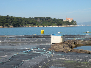 cannes_aquaculture_sainte_marguerite.jpg