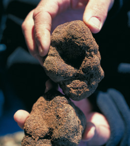 truffes.jpg