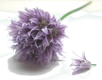 auda_fleur_de_ciboulette.jpg