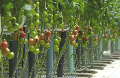 tomates_serre_2.jpg