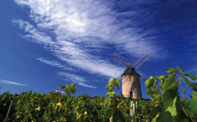 beaujolais_moulin_a_vent.jpg