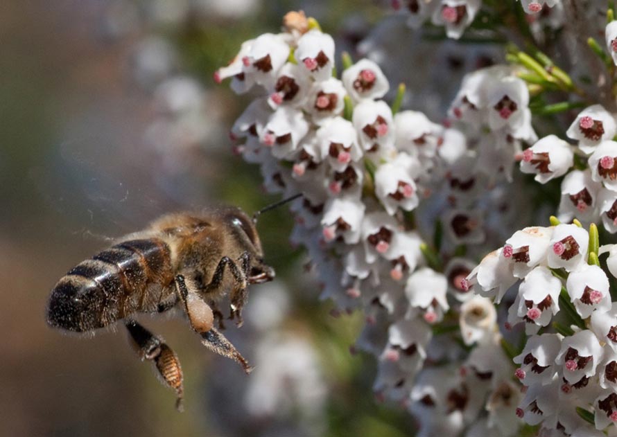 Apiculteurs en Provence : 2021, une année de récolte du rare et recherché miel de bruyère blanche
