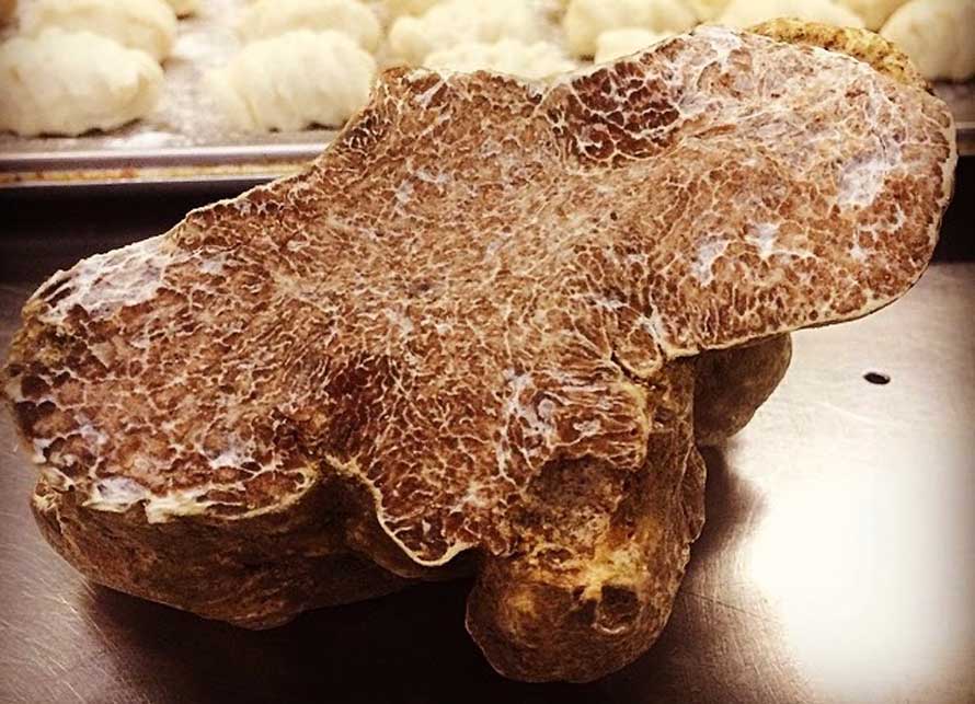 Restaurant Les bacchanales à Vence. La truffe blanche d'Alba joue la diva