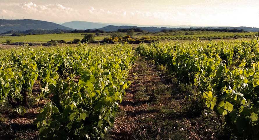 Le vin de la semaine. Domaine Cailhol Gautran. Carretal rouge