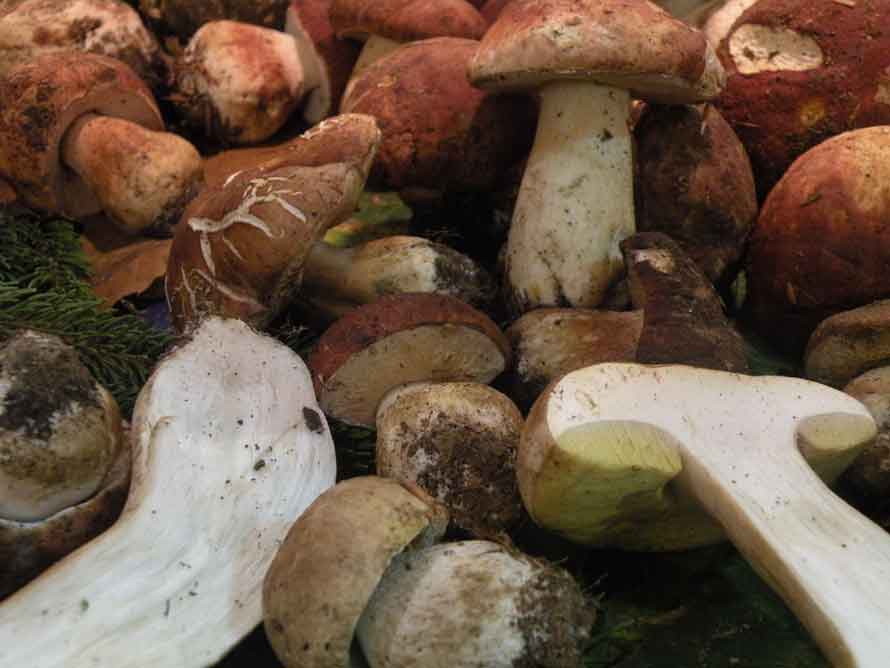 Théoule-sur-Mer. Tout l’automne dans votre assiette !