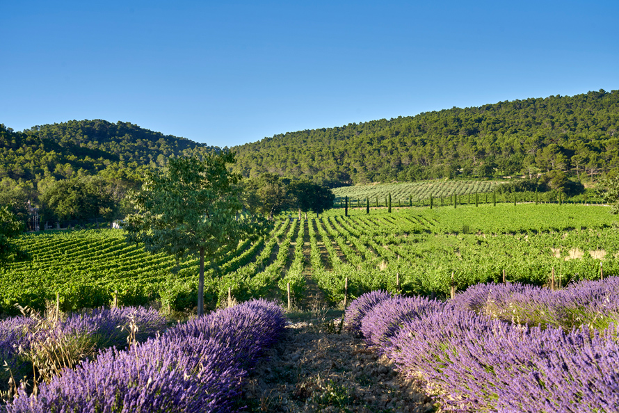 Château La Coste - Le Puy-Sainte-Réparade. Obtention de la certification Demeter