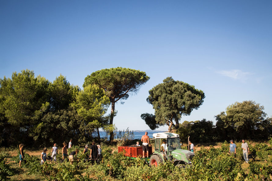 Château Léoube à Bormes-les-Mimosas. Coup d’envoi des vendanges