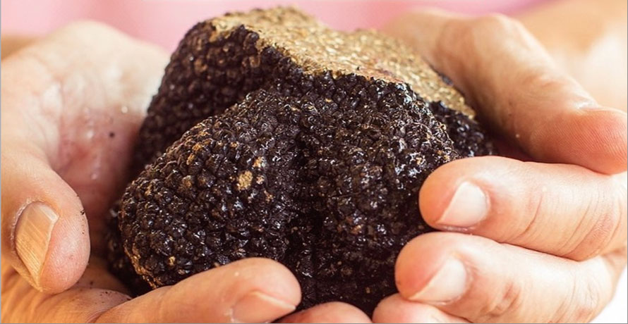 Château Rasque à Taradeau. Marché et déjeuner de la truffe