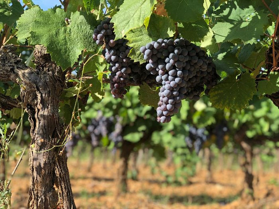 Château Sainte Roseline aux Arcs-sur-Argens. Top départ pour les vendanges du millésime 2019