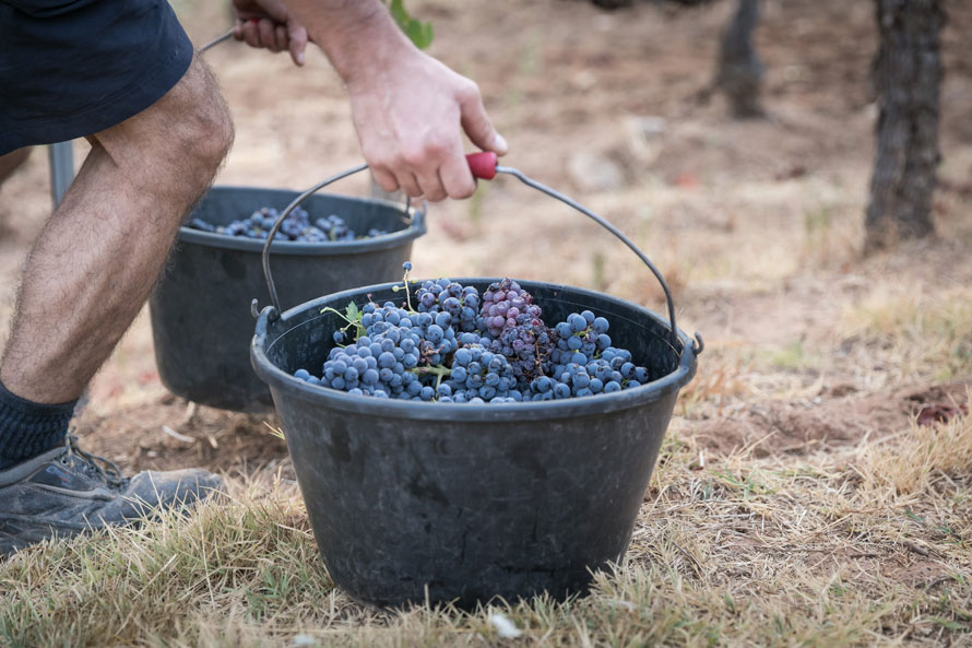 Château Sainte Roseline aux Arcs-sur-Argens. Journée des vendanges