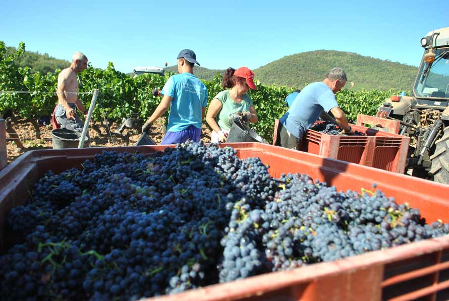 Vins de Provence : de belles vendanges et un volume global estimé en hausse