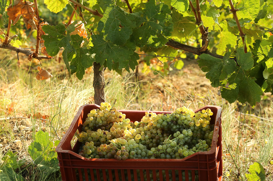 Le vin de la semaine. Domaine Courbis. Saint-Joseph blanc 2018