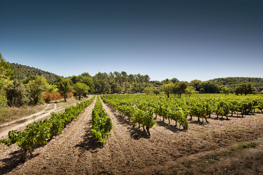 Domaine de Fontenille à Lauris. Les matinées vendanges