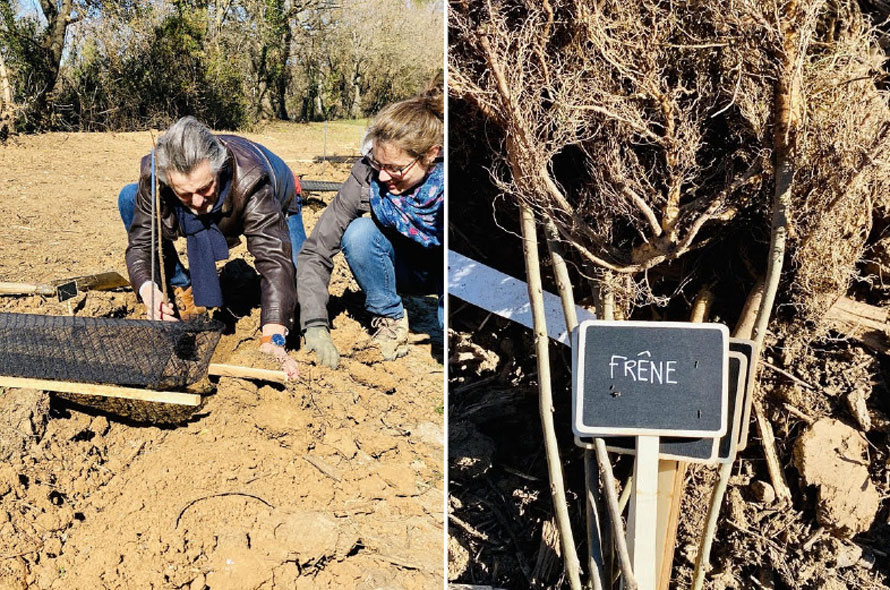 Estandon coopérative en Provence. Plantation de près de 700 arbres dans les parcelles de vignes