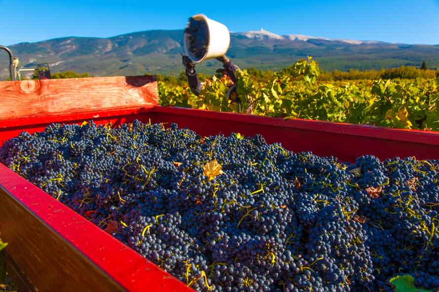 Festival Ventoux saveurs. Plus de 100 événements gourmands