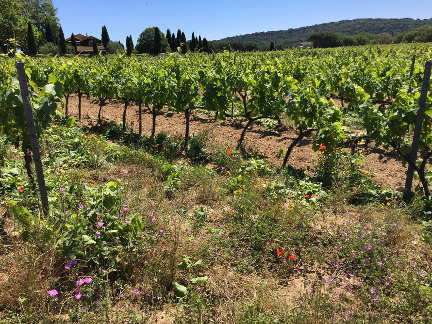 Domaine Fondugues-Pradugues à Ramatuelle. Nature