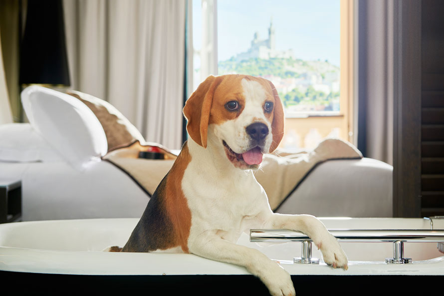 InterContinental Marseille – Hôtel Dieu. Un hôtel qui a du chien !