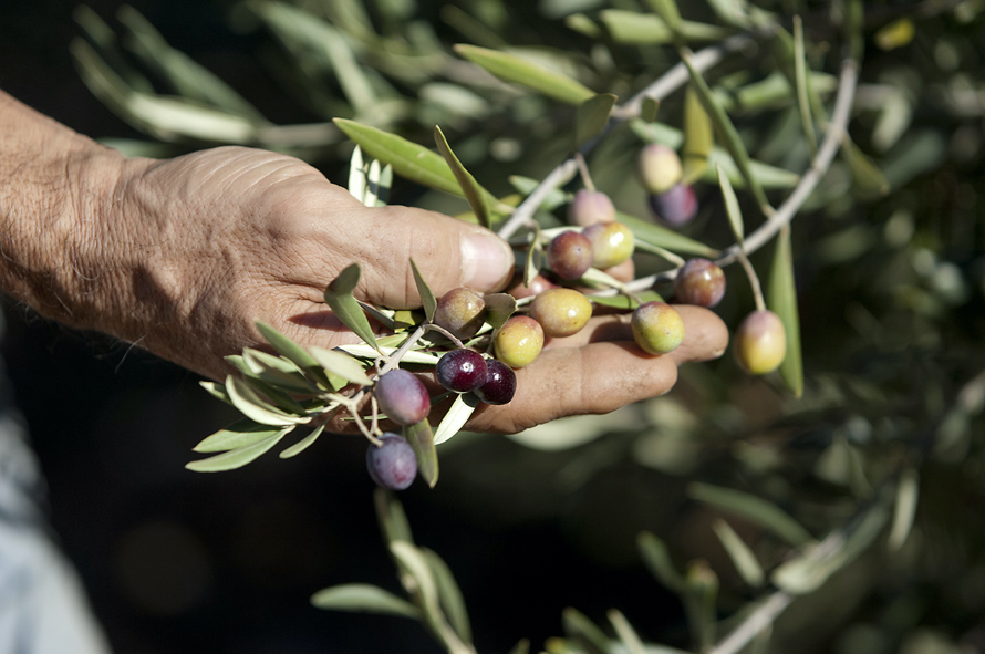 Alpes-de-Haute-Provence. La saison de la récolte des olives a commencé