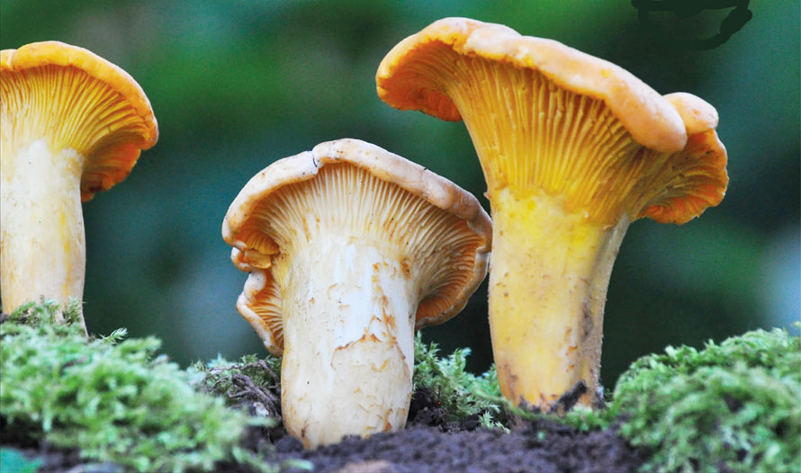 Larousse. Il est bon ce champignon ?