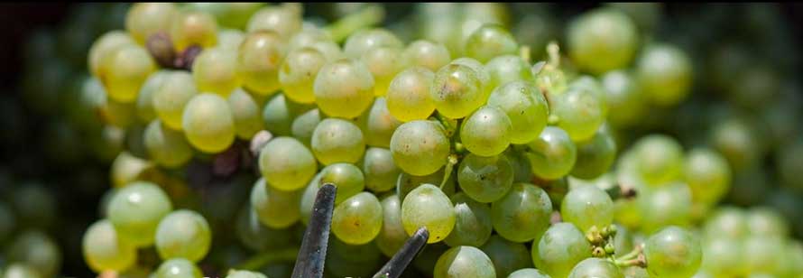 Éditions Privat. Limoux. Terroir d’exception