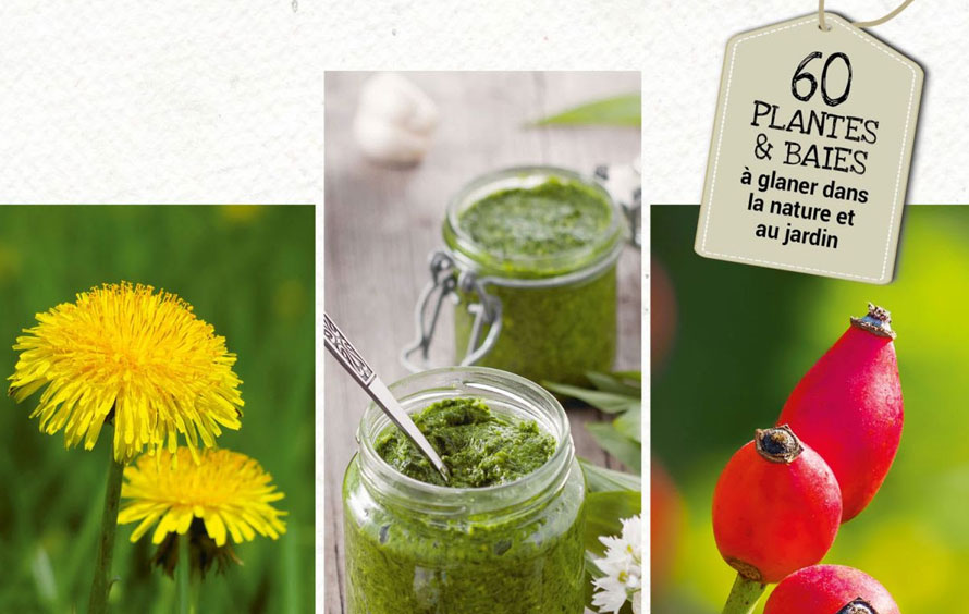 Éditions Mosaïque-santé. Cueillir et cuisiner les plantes sauvages