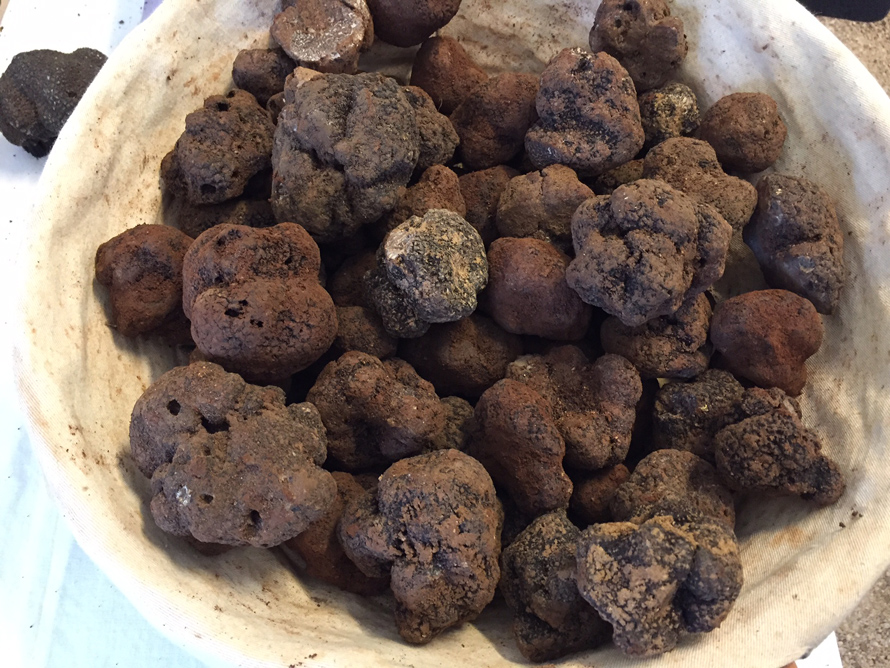 Marché de la truffe Le Rouret. Une odeur alléchante