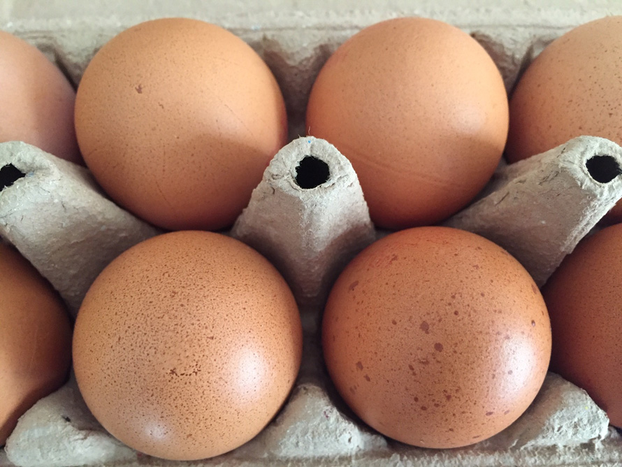 BVC expertise. Produire ses œufs sur place en restauration