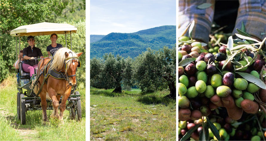 Haute Provence. La récolte des olives va commencer