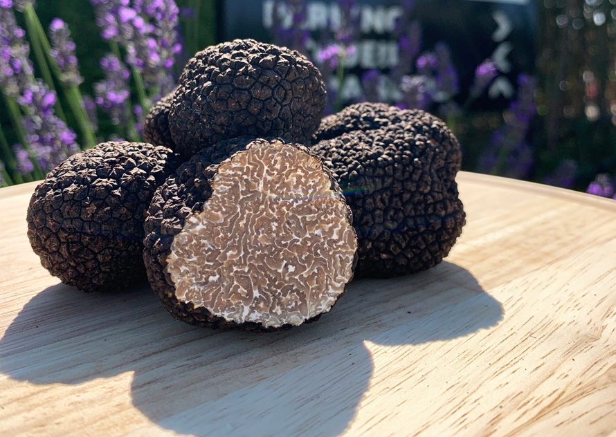 PLANTIN. La truffe d'été, nouvelle coqueluche des assiettes estivales