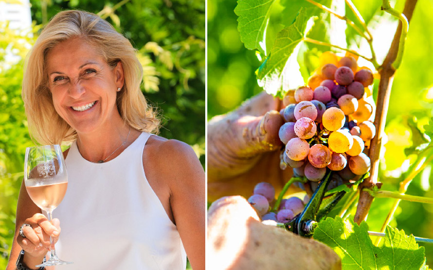 Château Roubine à Lorgues. Sauvignon rose, une grande première en Provence