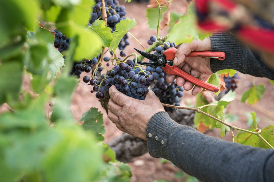 Château Sainte Roseline - Les Arcs-sur-Argens. Pas de millésime 2018 pour ses cuvées en rouge