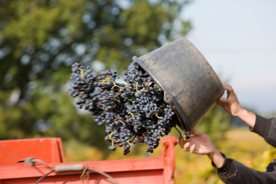 Vacqueyras. Les vignerons du Cru Vacqueyras sont optimistes