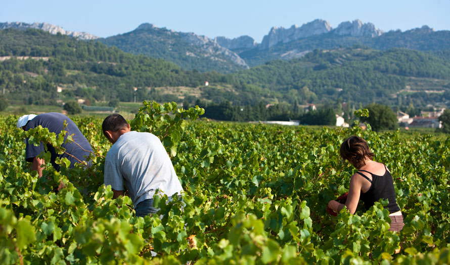 Vignobles de la vallée du Rhône. Retour à la normale pour les dates de vendanges