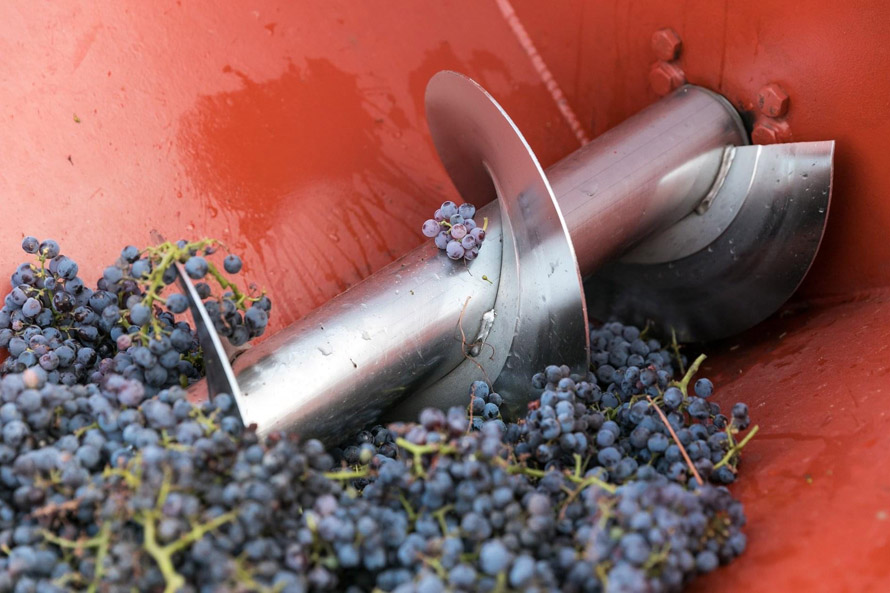 Vins de Provence. Un démarrage des vendanges avec dix jours d’avance