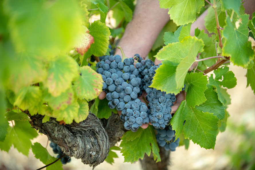 Coup d'envoi des vendanges 2020 dans les vignobles de la Vallée du Rhône