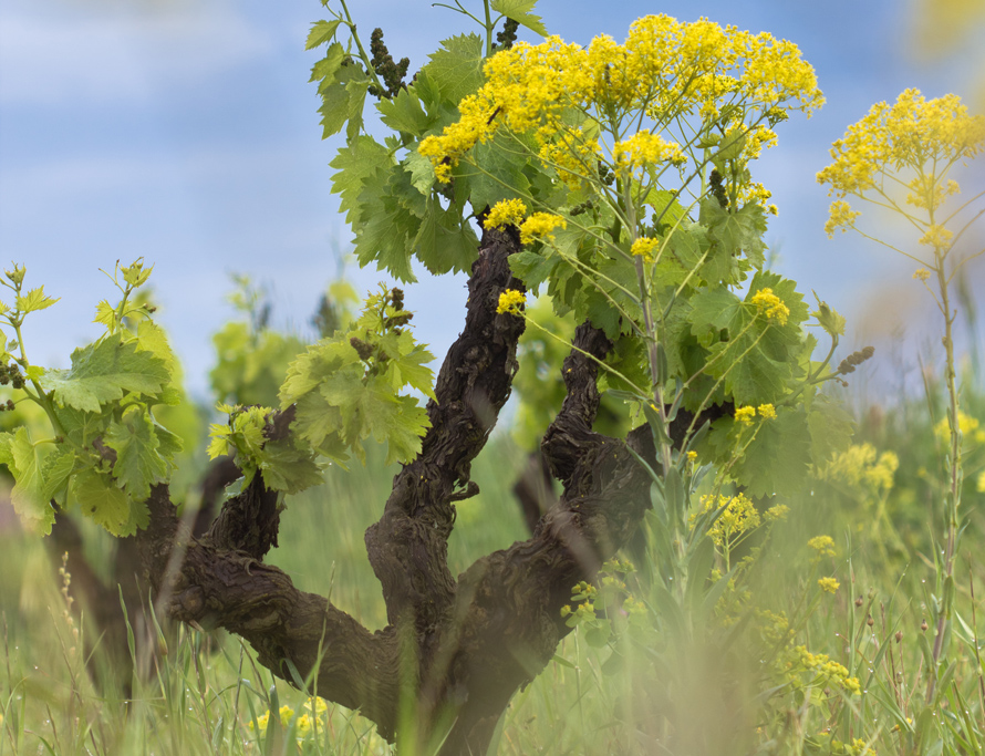 VIGNOBLE & BIODIVERSITÉ. La viticulture de demain commence aujourd’hui