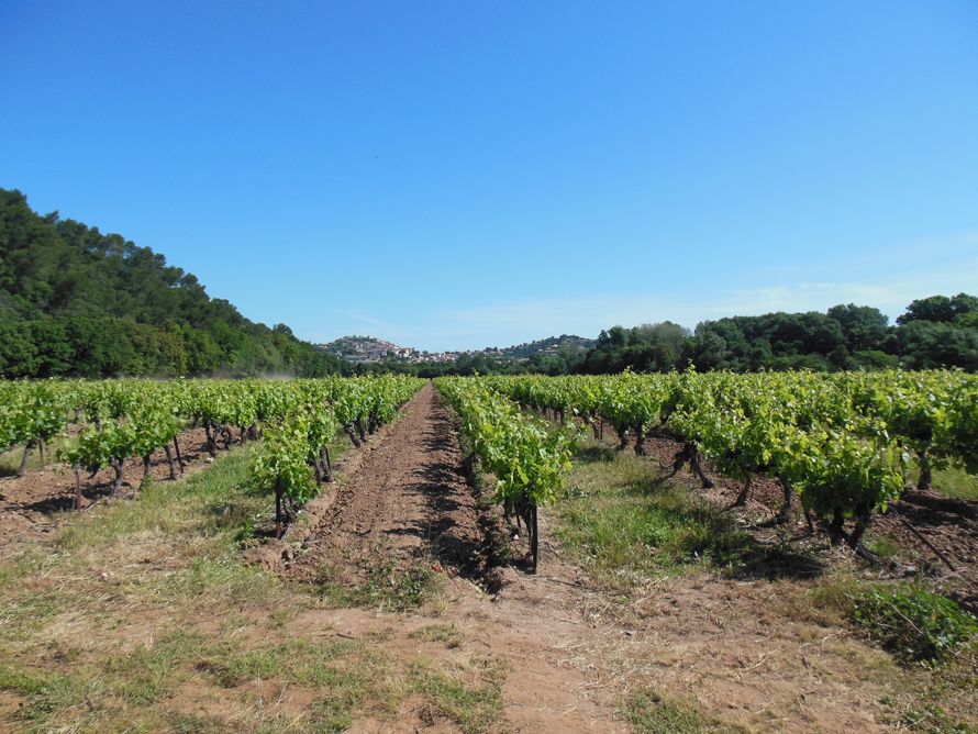 AOP Côtes de Provence Pierrefeu. 13e édition des Balades gourmandes