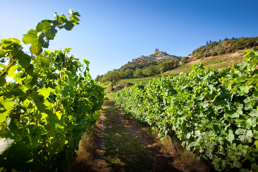 VIGNOBLES DE LA VALLEE DU RHÔNE. Un millésime 2023 tout en équilibre