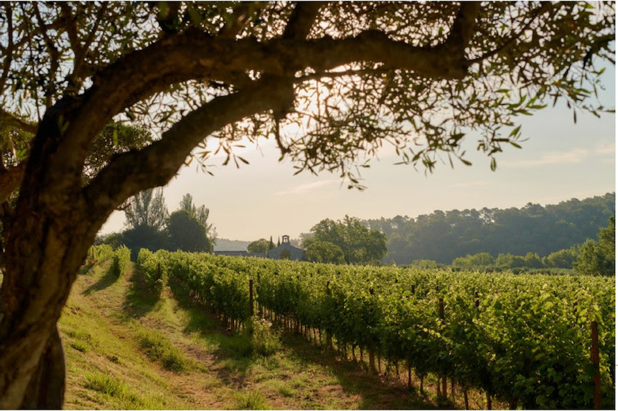 VINS DE PROVENCE. Bilan vendanges 2023, des premiers jus qualitatifs